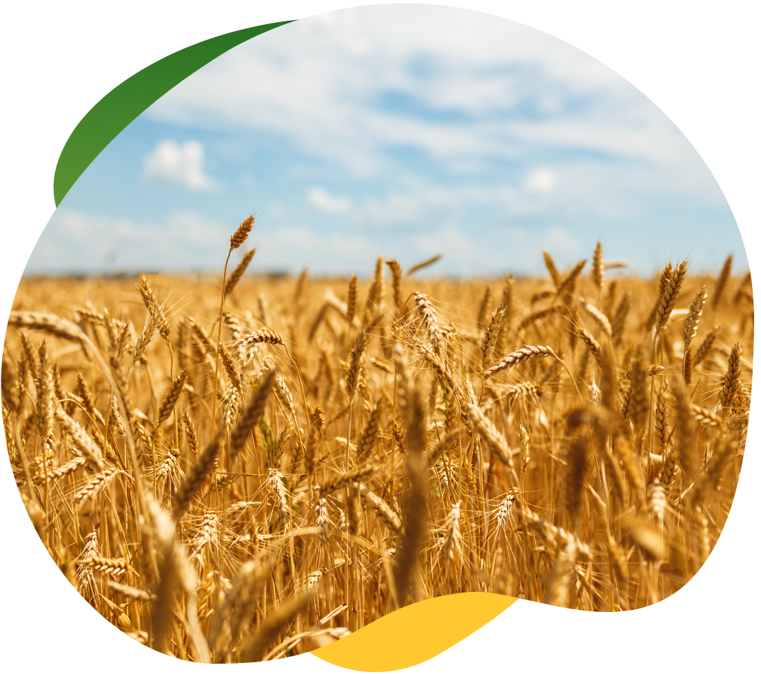 Wheat field in the bright sun